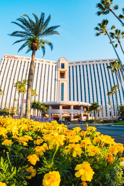 The front of Rosen Centre hotel with palm trees and yellow flowers in the foreground.