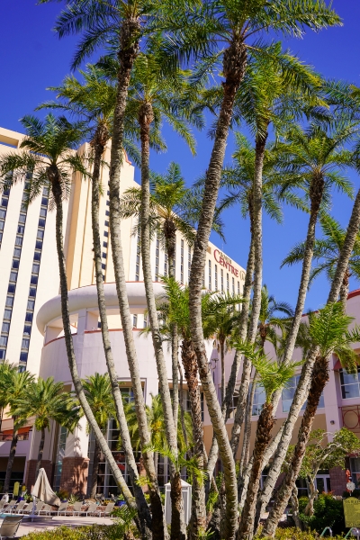 Rosen Centre hotel in the background, partially obscured by curving palm trees. 
