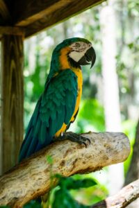 Macaw at the Central Florida Zoo in Sanford, a local Orlando business perfect for 407 Day