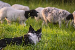 Central Florida Scottish Highland Games - Border Collie and Sheep in a Field