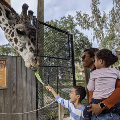 A woman and two children smile as the boy in the photo feeds a giraffe a lettuce leaf.