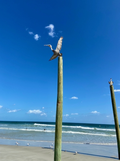 A pelican takes off from a large wooden pole sticking out of the sand at Daytona Beach.