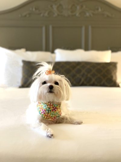 A puppy sitting on a bed at Rosen Centre, a dog-friendly Orlando hotel.