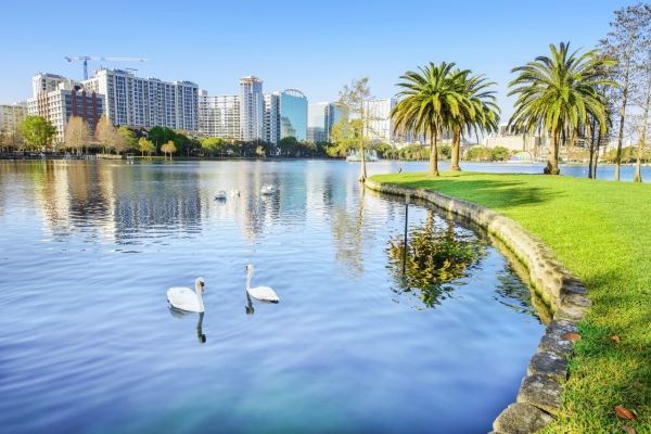 A large lake with swimming swans surrounded by tall urban buildings and palm trees. 