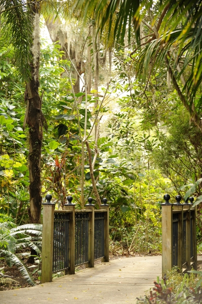 A wooden bridge with iron railings surrounded by tall tropical foliage.