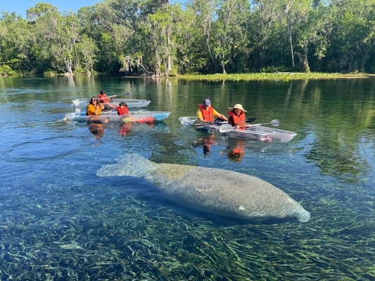 Kayakers marveling over a large manatee swimming in a crystal clear lake.