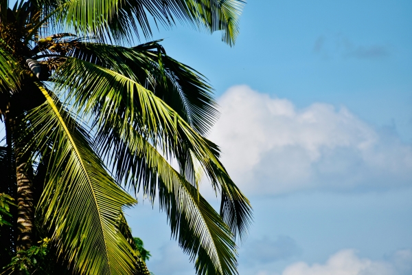 A close-up of the fronds of a palm tree against a blue sky with light clouds.
