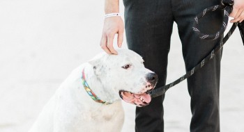 A man walks his dog at Rosen Centre, a dog friendly hotel in Orlando.