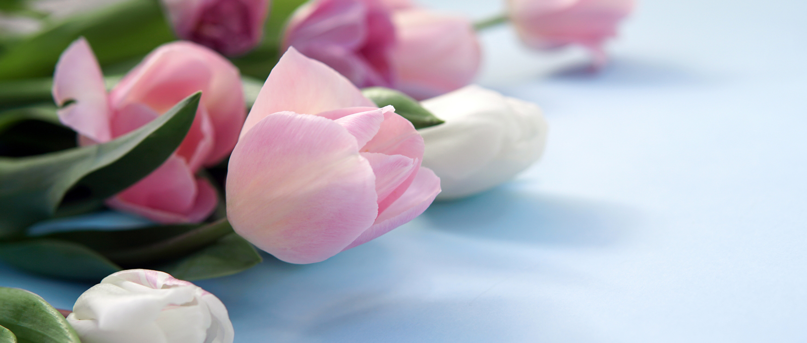 Rosen Centre Easter Top Header Img