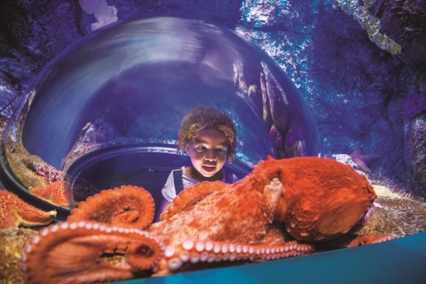 A child stares at a large orange octopus in a tank with wonder.