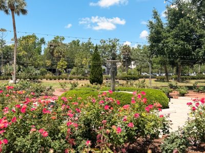Rose garden at Park Avenue in Winter Park, part of things to do in Orlando with dogs near Rosen Centre.