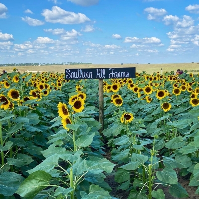 A field of sunflowers and a sign that reads "Southern Hill Farms" under a blue, cloudy sky. 